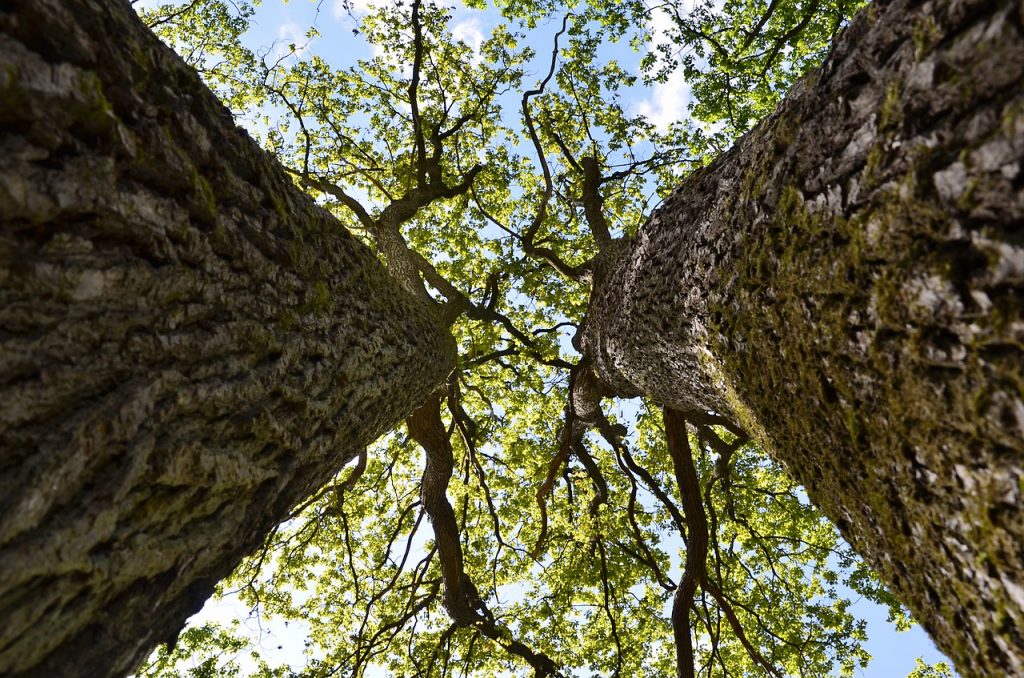 Amazing Forests From Around the World