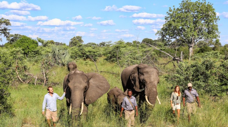 Let’s Discover the Safaris from Botswana