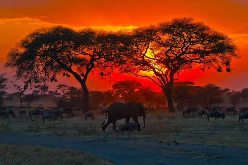 Places to Visit in an African Safari in Zimbabwe