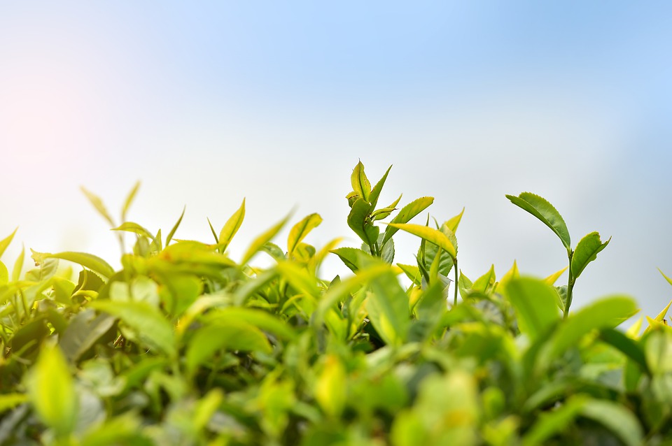 Discovering The Greenest Place in India: Munnar