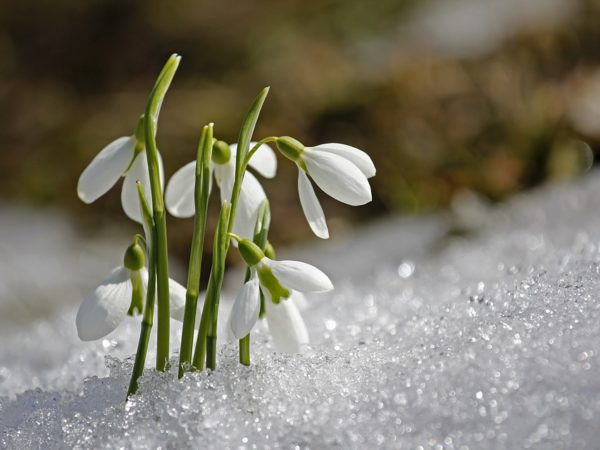 The Scottish Snowdrop Festival 2022: 5 Best Places to Visit