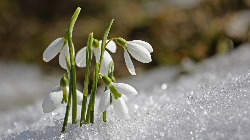 The Scottish Snowdrop Festival 2022: 5 Best Places to Visit
