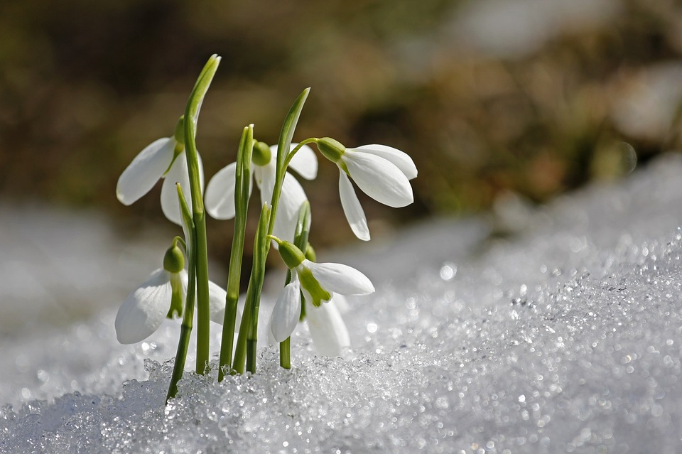 The Scottish Snowdrop Festival 2022: 5 Best Places to Visit